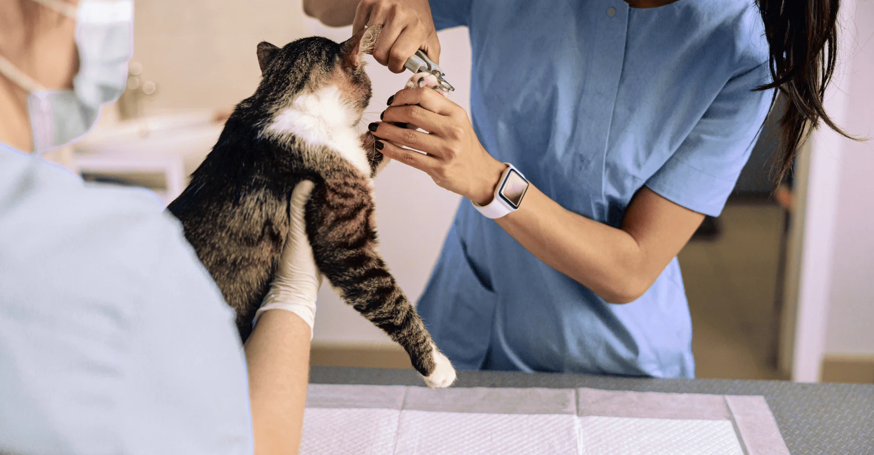 Как правильно и как часто стричь когти кошке? | KITEKAT™