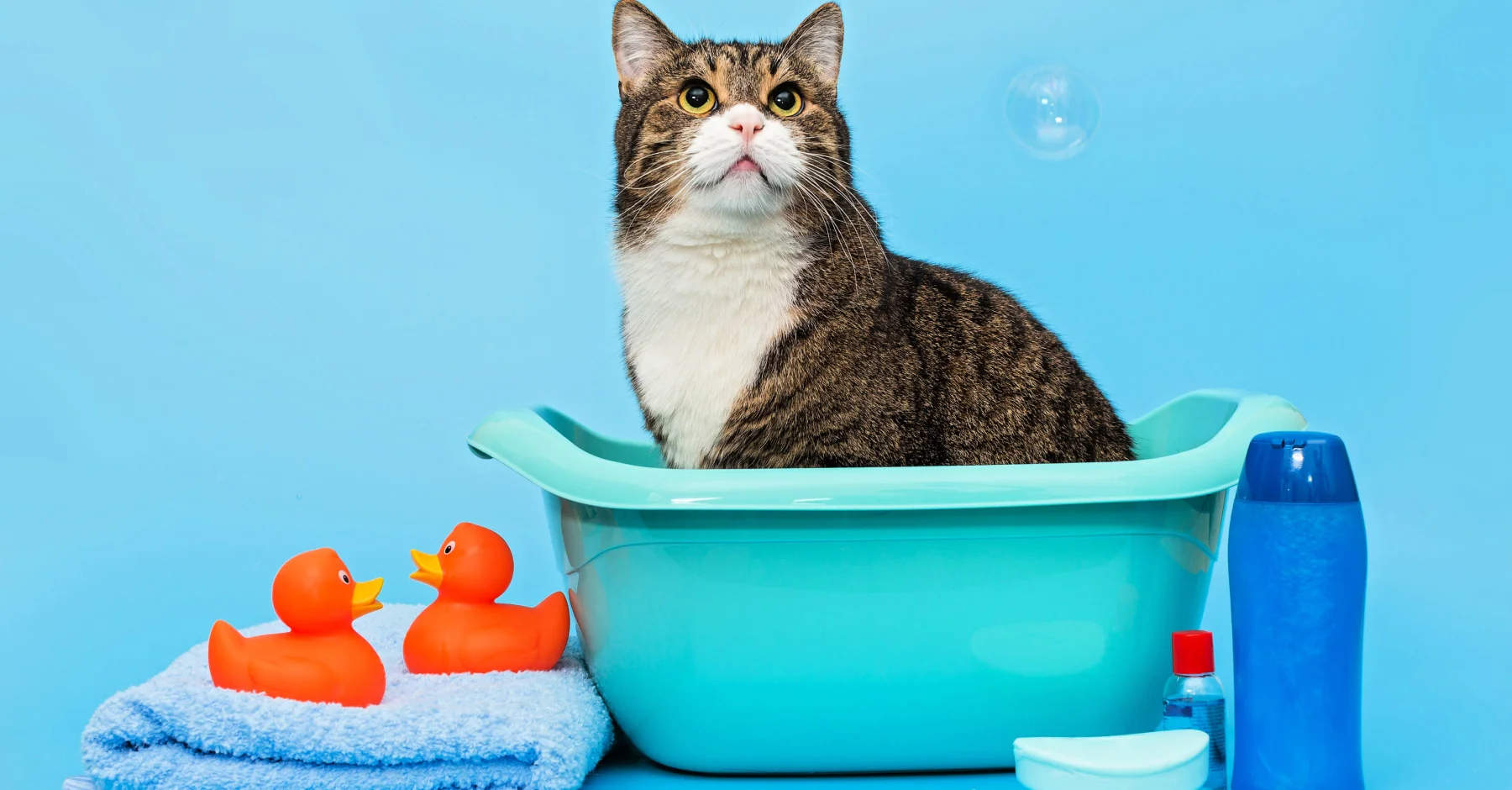 Как правильно мыть кошку?