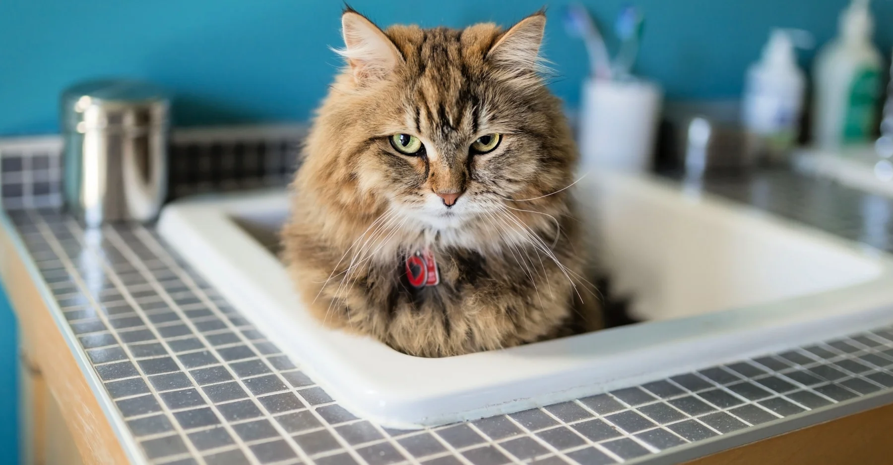 Если кошка не любит ванну, попробуйте искупать ее в раковине