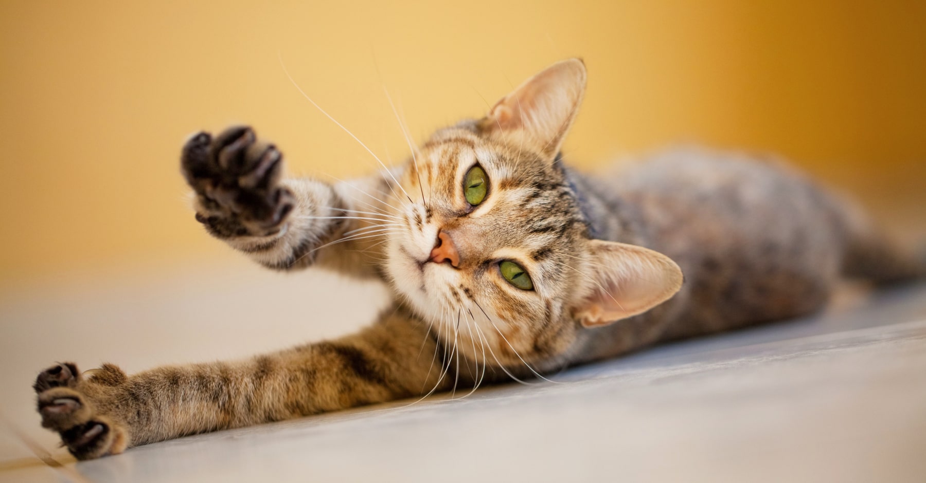 Как правильно и как часто стричь когти кошке? | KITEKAT™