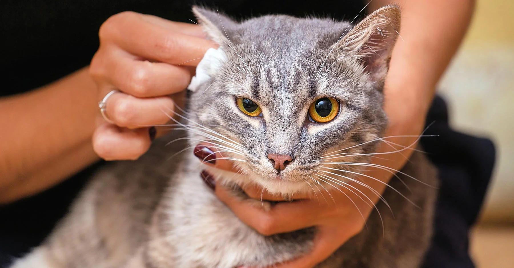 Как правильно чистить уши кошке в домашних условиях? | KITEKAT™️