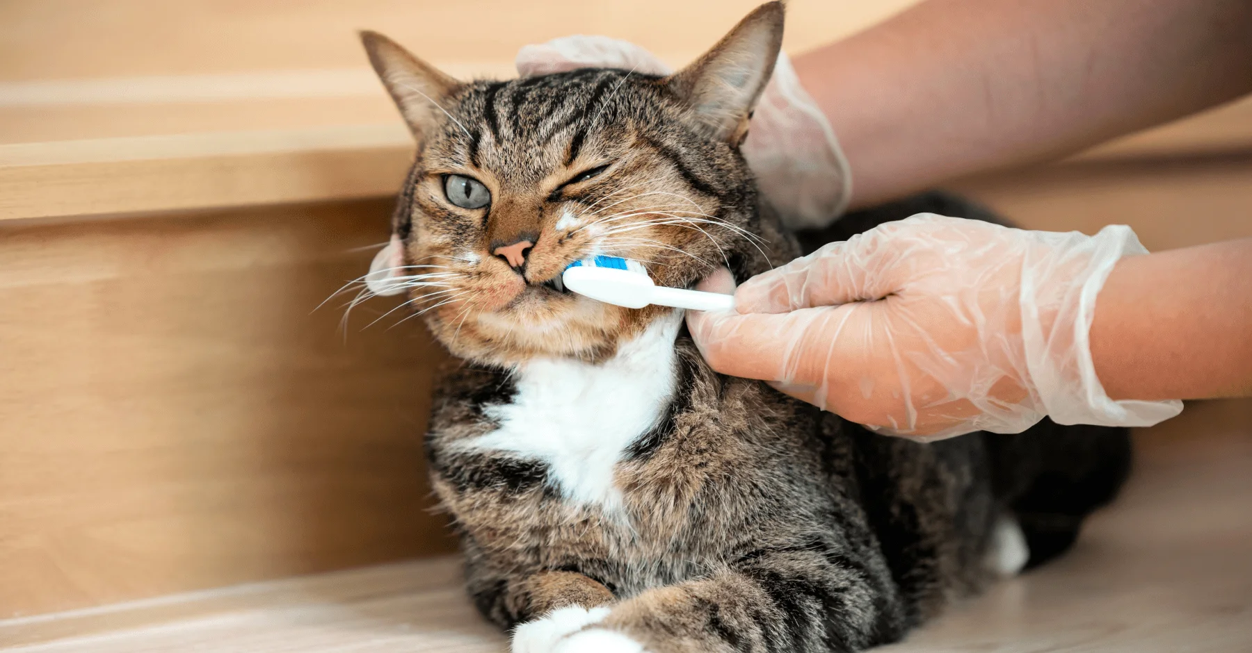 Желательно чистить зубы кошке каждый день
