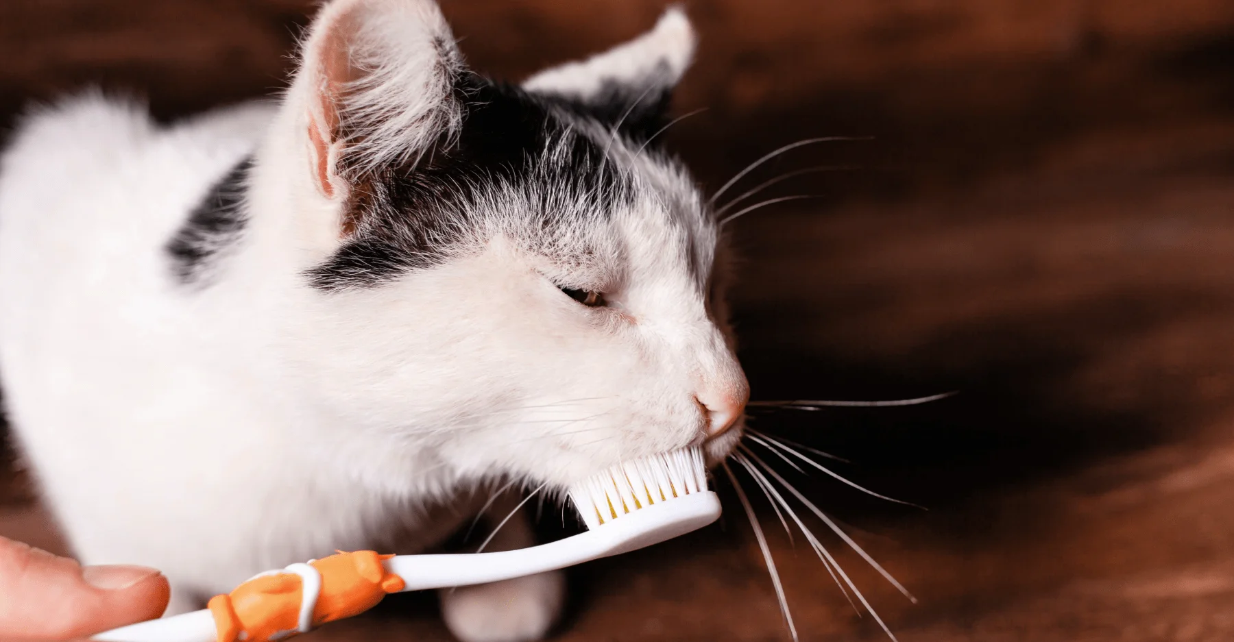 Приучайте кошку к зубной щетке с помощью похвалы и лакомств