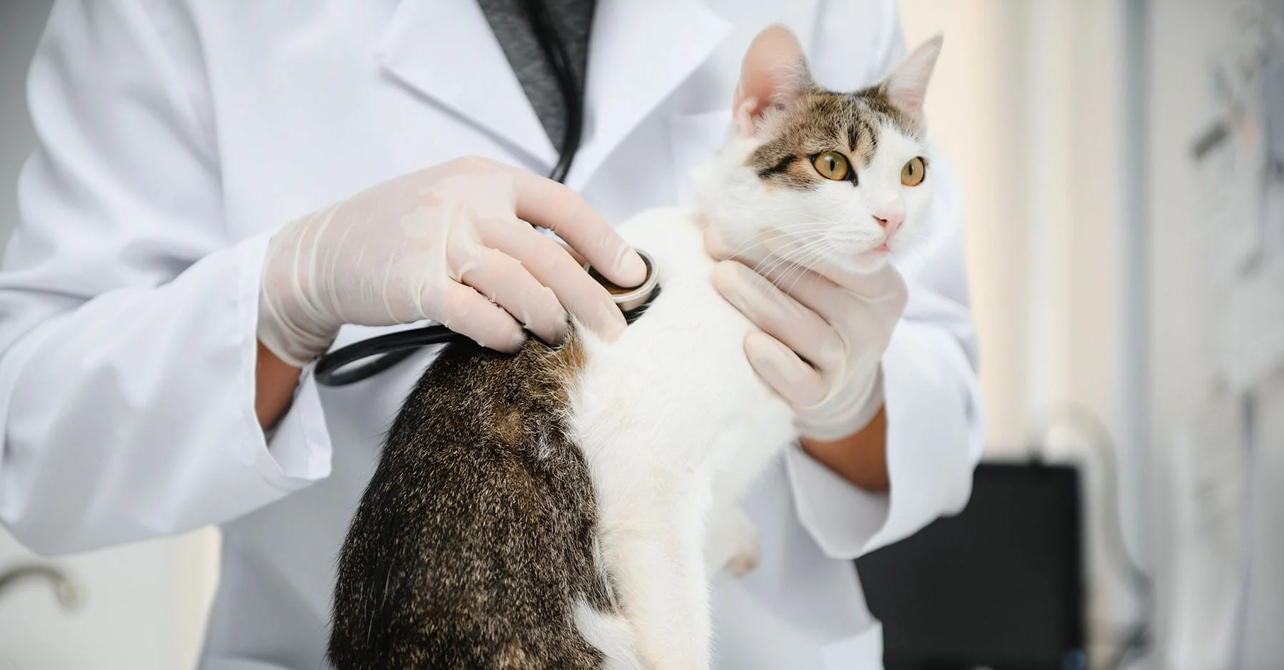 Проверьте состояние здоровья животного у ветеринарного врача