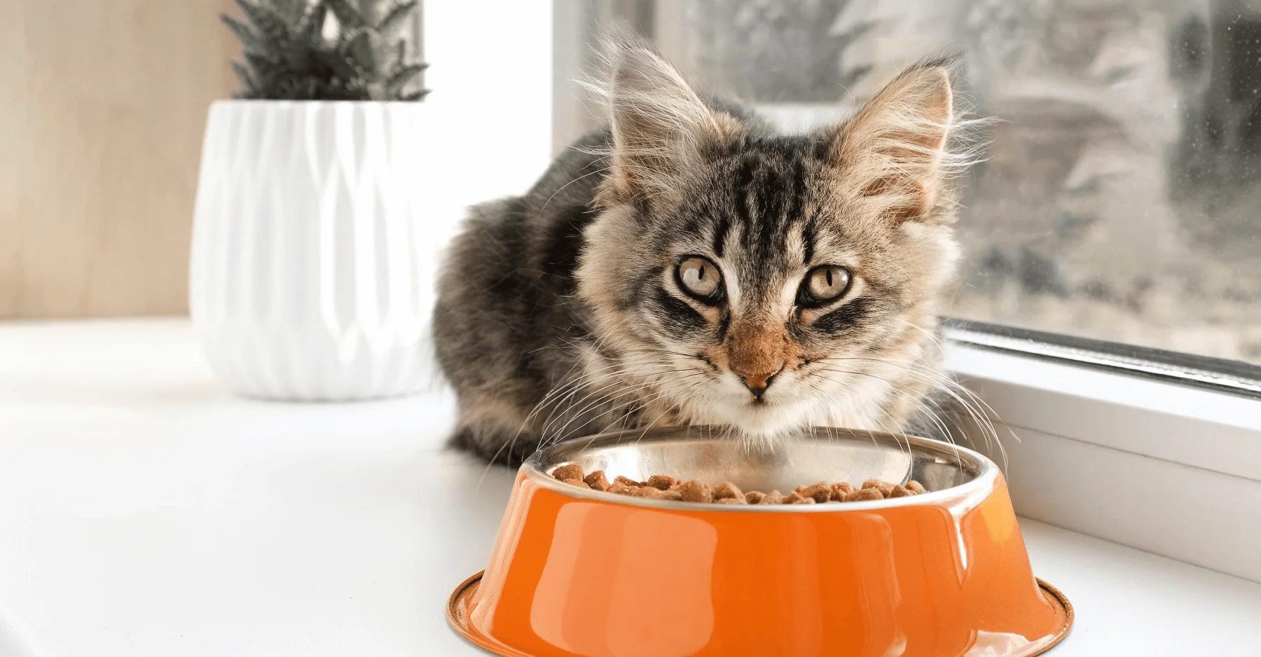 7 причин сменить корм вашему коту - подбор правильного питания для вашего питомца
