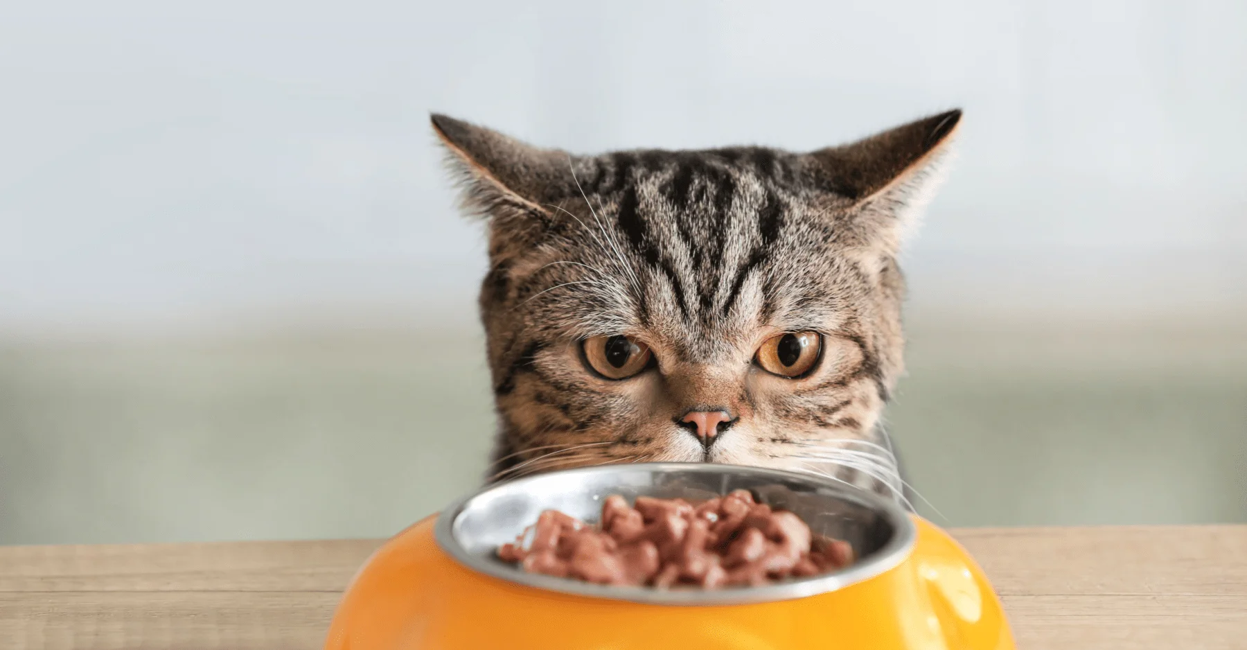 Как правильно перевести кошку на другой корм? | KITEKAT®