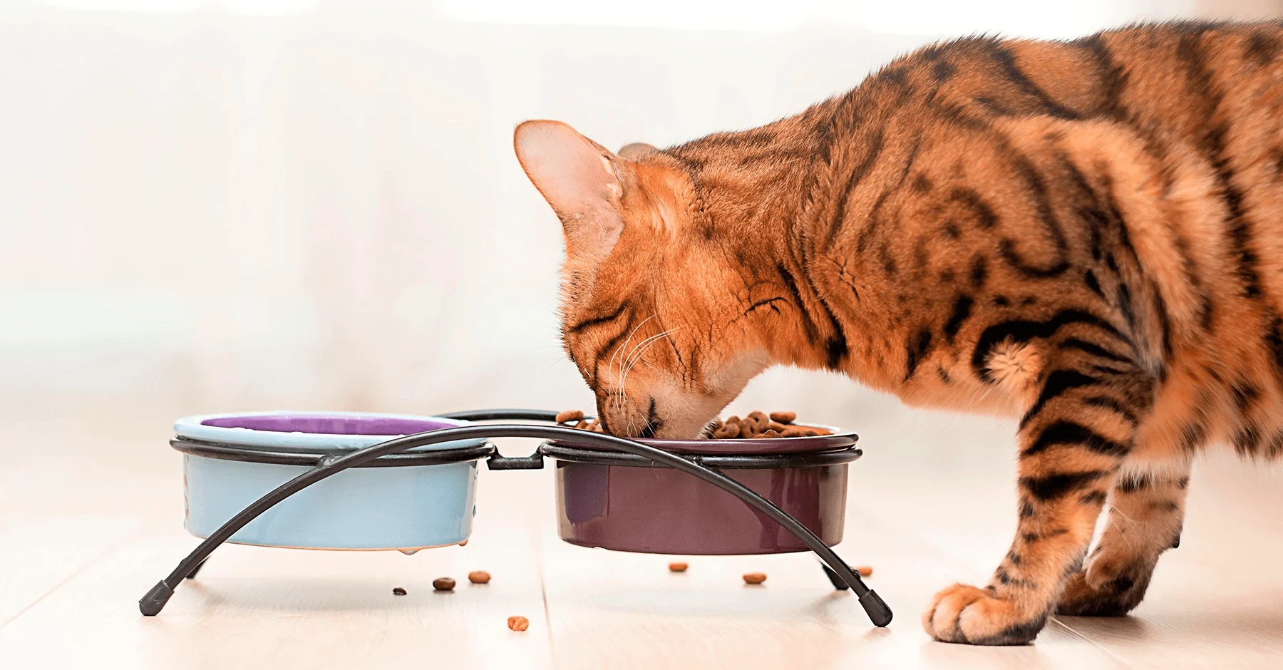 Как правильно кормить взрослую кошку? | KITEKAT™