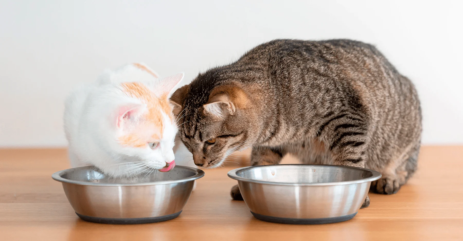 Режим питания у каждой кошки индивидуален