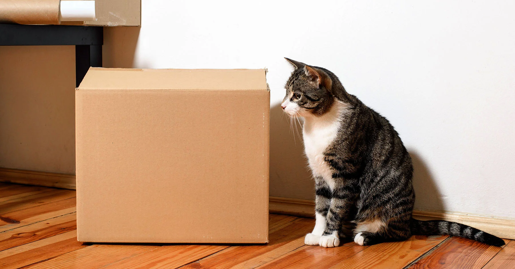 Домик из картона для кошки