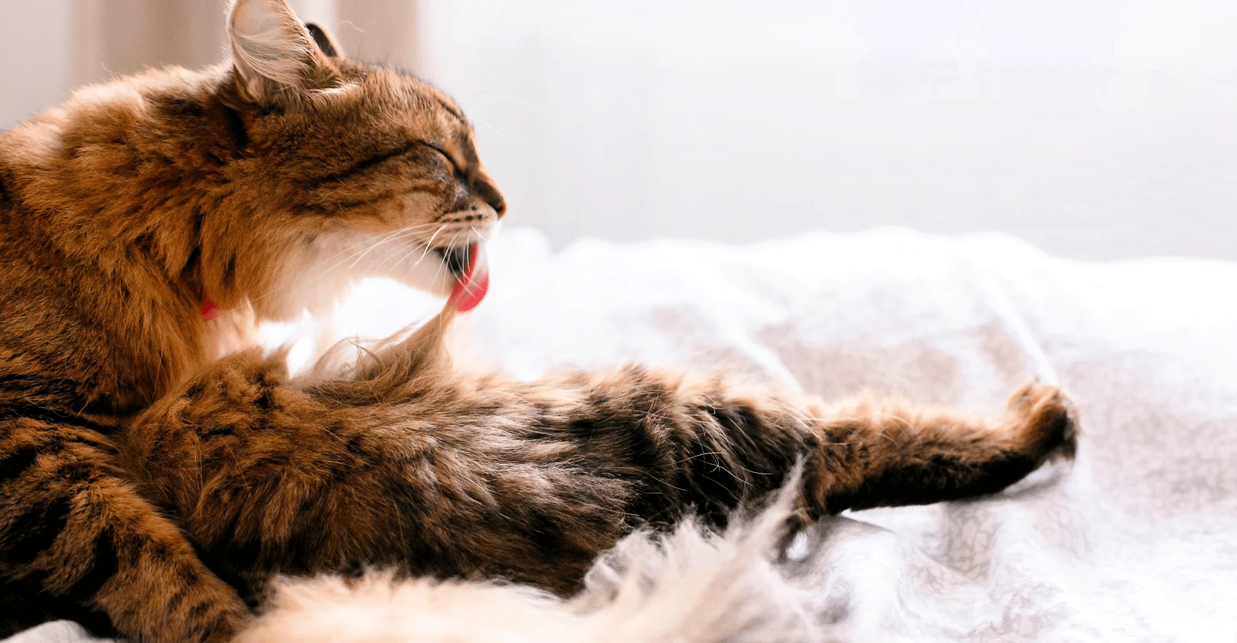 Колтуны у кошки: причины появления и как их убрать | KITEKAT®