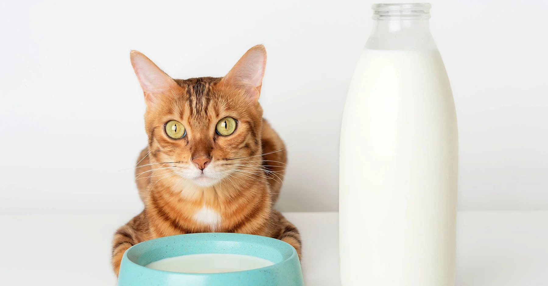 Можно ли кошкам давать молочные продукты?