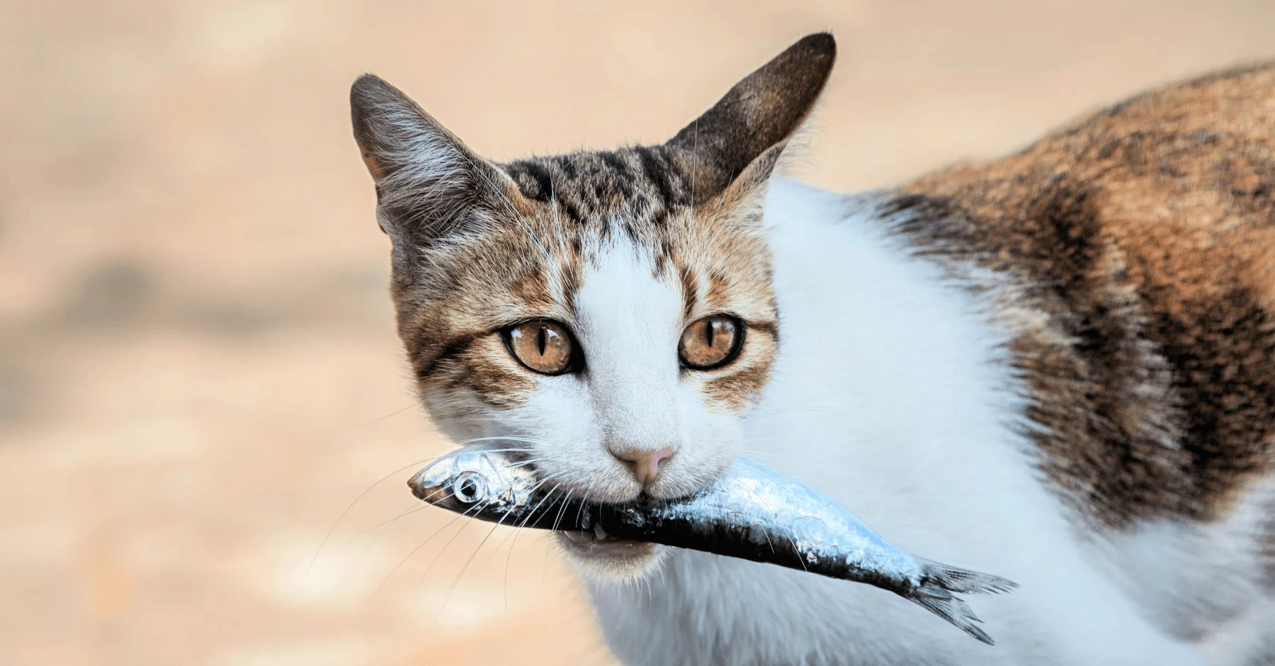 Можно ли кормить кошку рыбой или мясом?