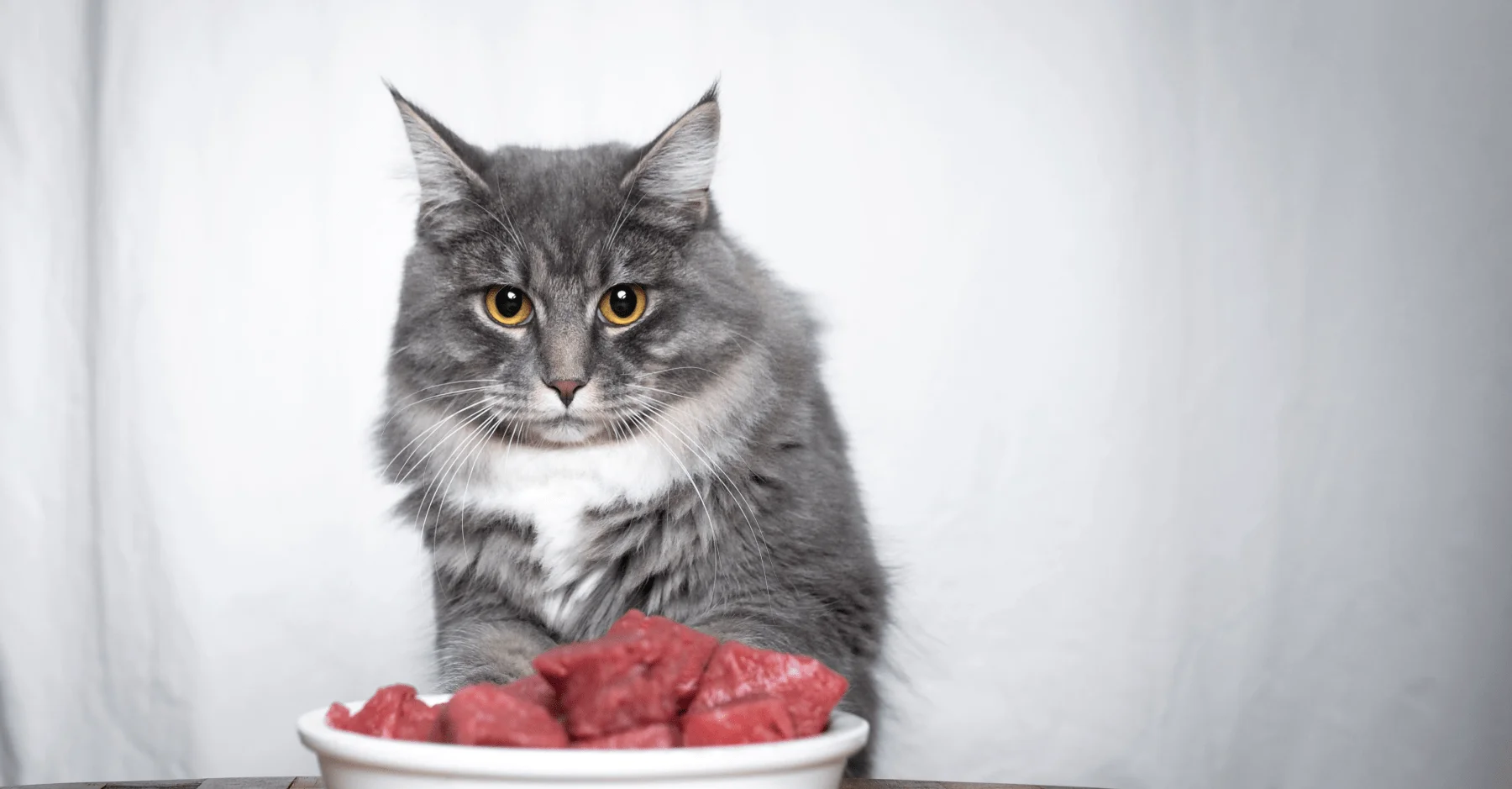Почему нельзя кормить кошек мясом и рыбой