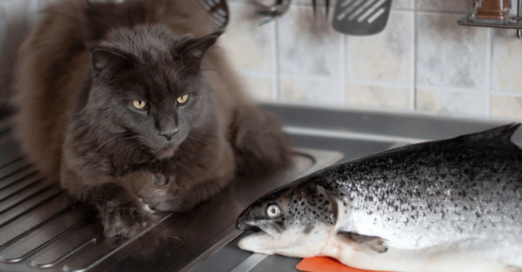 Можно ли кошке мясо, рыбу: сырую или вареную? | KITEKAT®