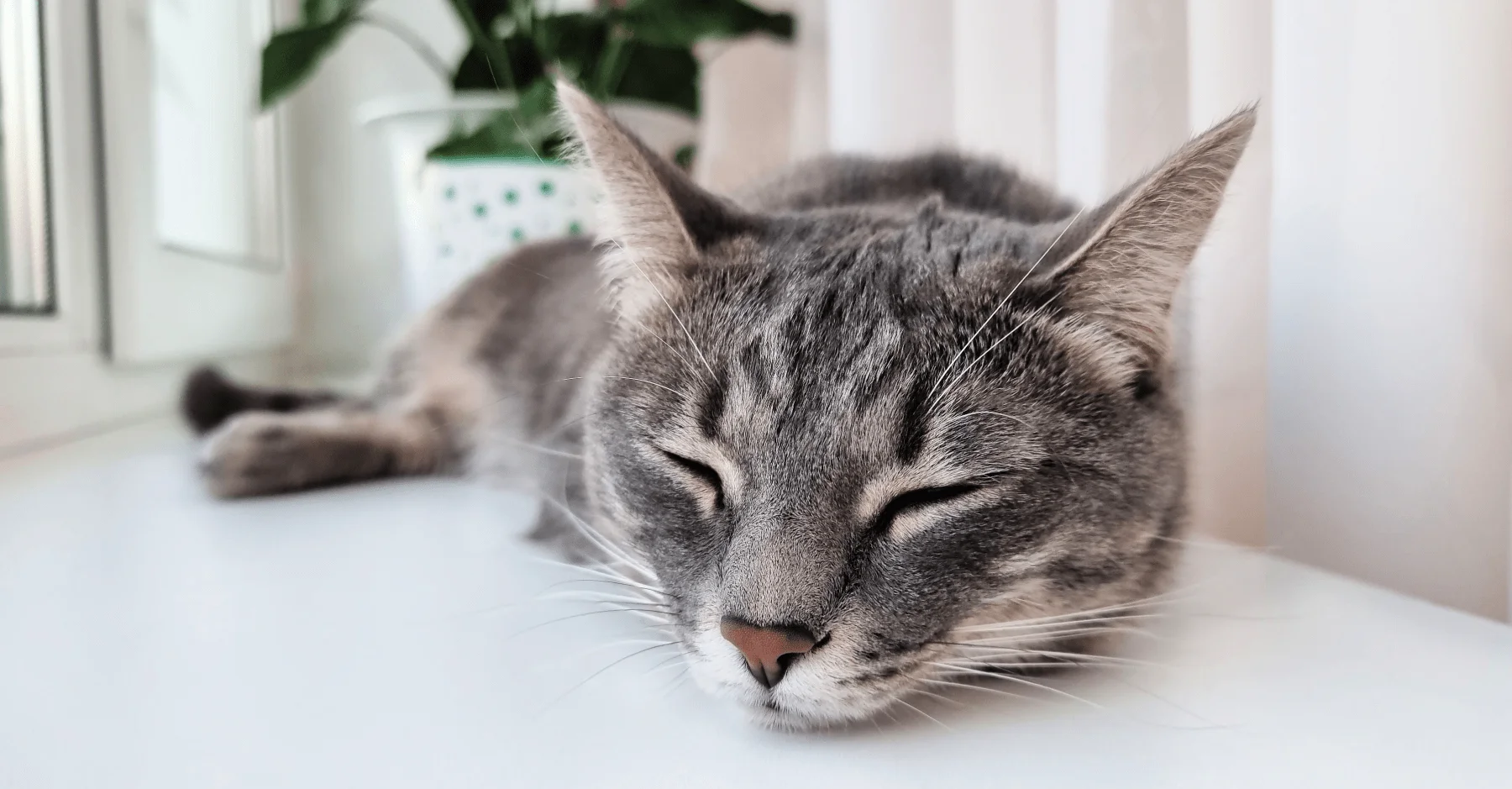Почему и зачем кошки мурчат: механизм мурчания кошек| KITEKAT®