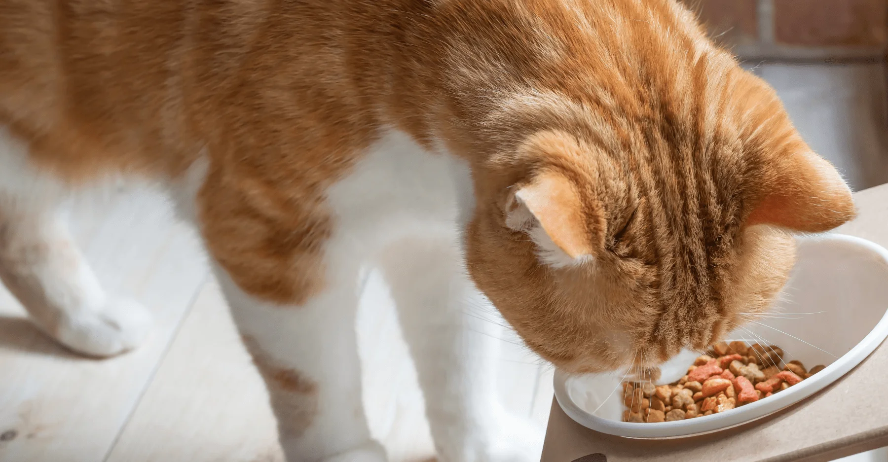 Сбалансированное питание необходимо для здоровья кошки